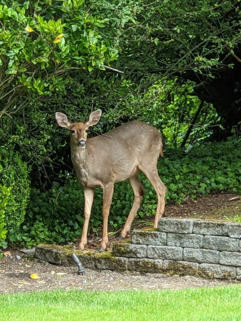 Deer in backyard.