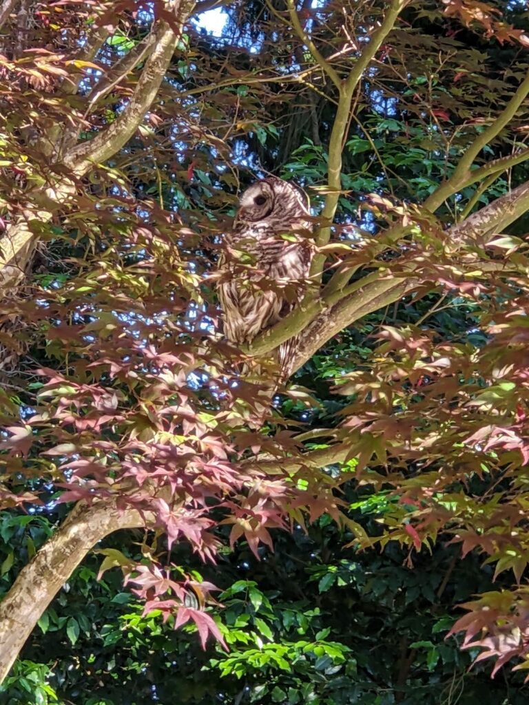 Owl sitting in my tree.